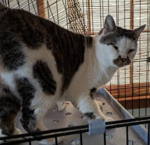 260306猫1