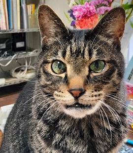 260423猫2