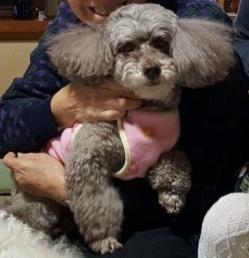 260424犬