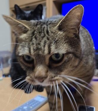 260427猫
