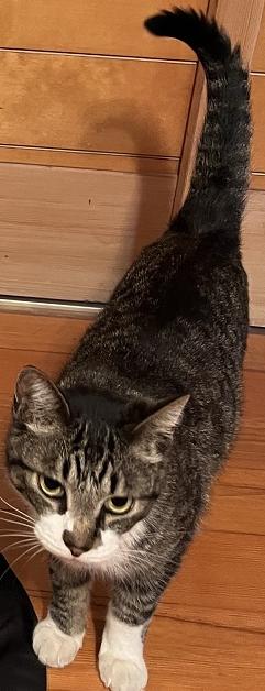 260513猫