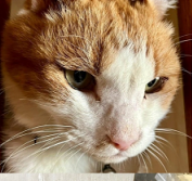 250513猫2