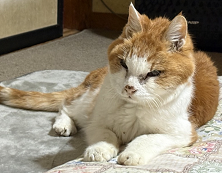 260513猫2