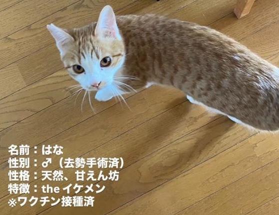 260526猫