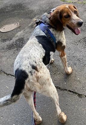 260619犬1