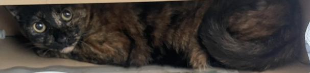 260630猫