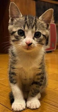 260630猫4