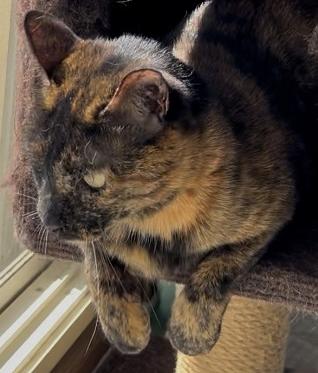 260703猫
