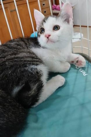 260713猫2