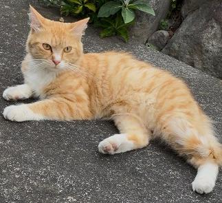 260807猫1