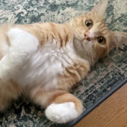 260817猫3