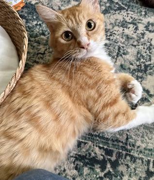 260817猫4