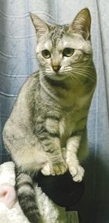260824猫