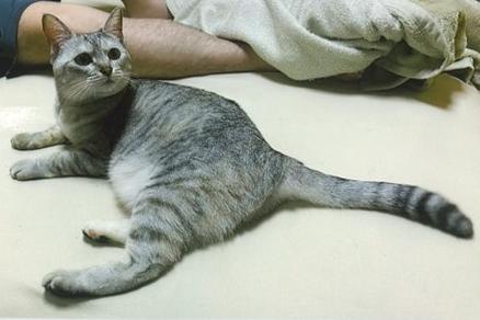 260824猫2