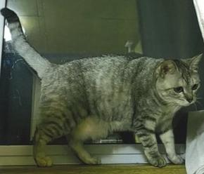 260824猫3
