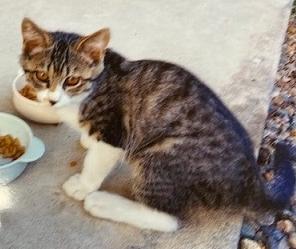 260928猫2