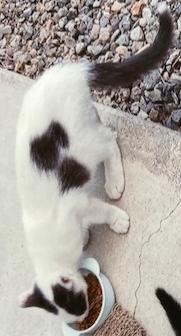 260928猫