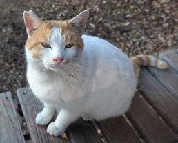250124猫