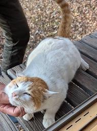 250124猫2