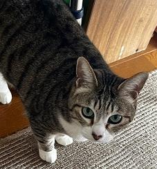 250321猫2