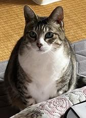 250321猫1
