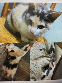 250321猫