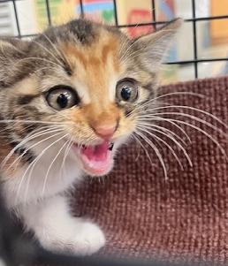250826猫