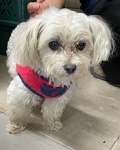 250819犬