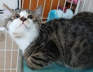 260728猫