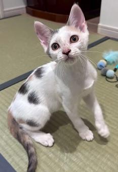 250903猫