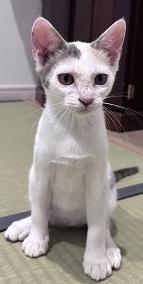 250903猫2