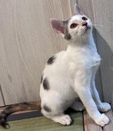 250903猫3