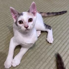 250903猫1