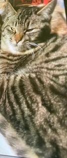 250819猫