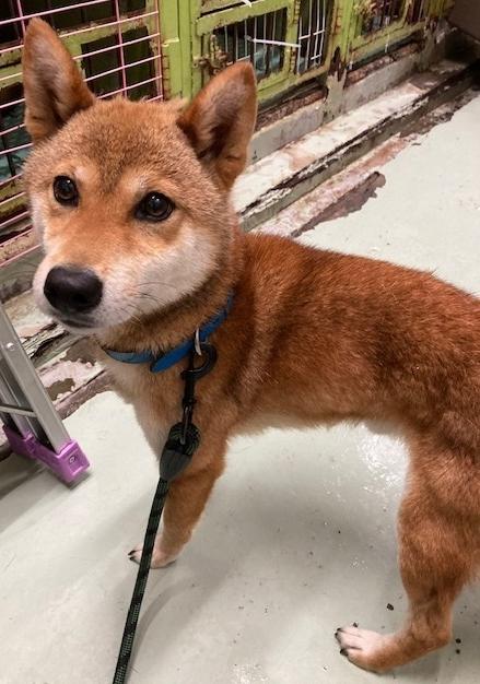 260925犬