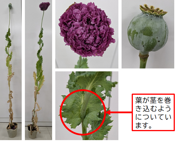 回収品写真