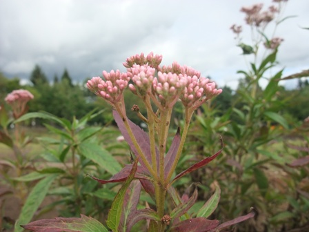 フジバカマ　Eupatorium fortunei