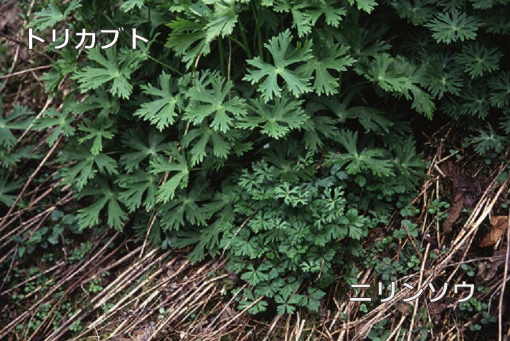 食べると危険 有毒植物に注意しましょう 長野県
