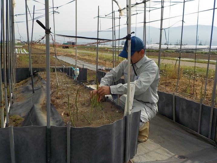 「枠板式高畝栽培」での収穫作業