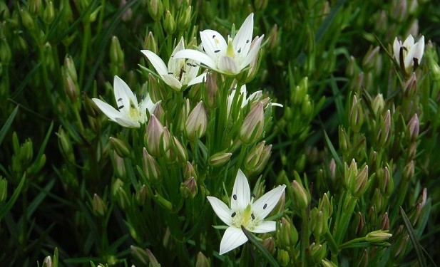 開花時の様子