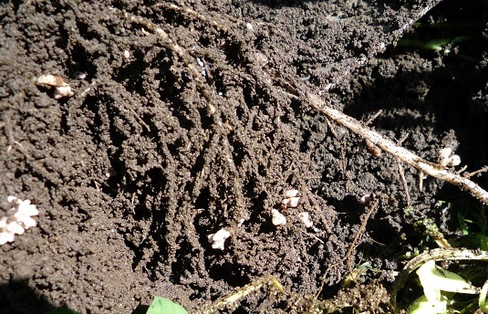 根粒菌の着生状況