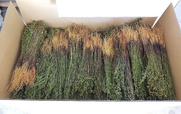 出荷時箱詰め