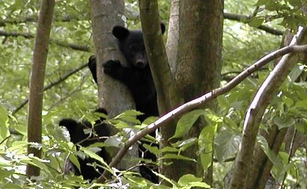 ツキノワグマによる人身被害を防ぐために 長野県